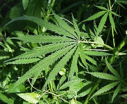 cannabis_pflanze_1