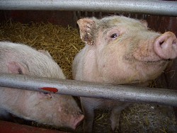 pigs_two