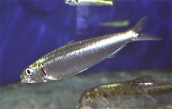 sardins