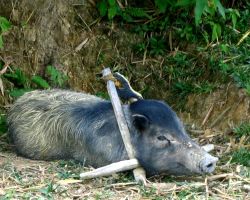 wildschwein sumatra