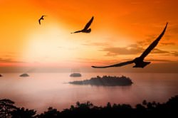sunset seagulls
