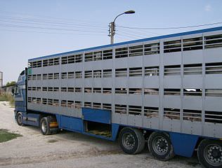 316px-Animal transport 1